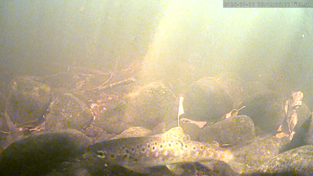 Video 2026-10-11 18:42