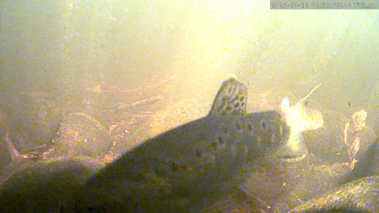 Video 2026-10-11 02:39