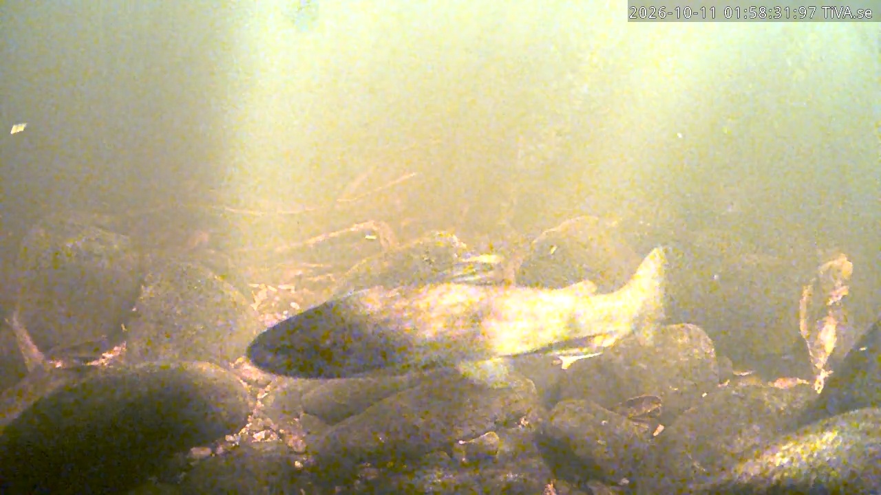 Video 2026-10-11 01:58