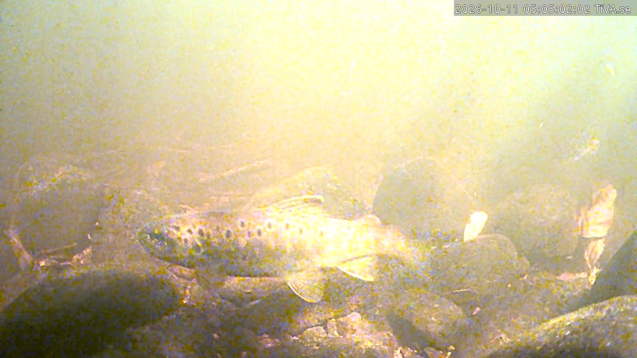 Video 2026-10-11 05:05