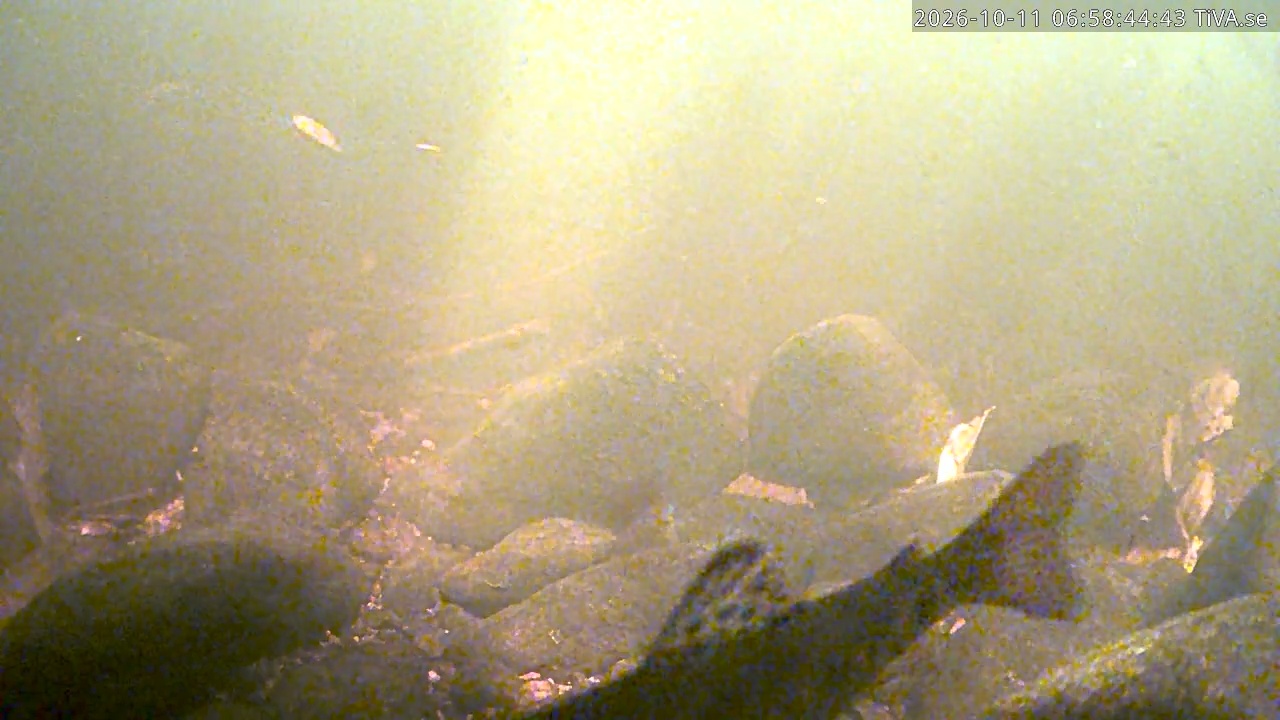 Video 2026-10-11 06:58