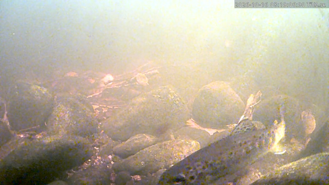 Video 2026-10-16 08:19