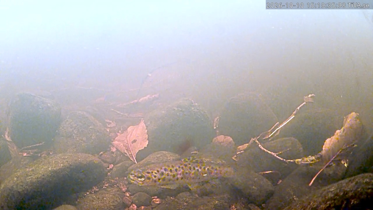 Video 2026-10-10 15:19