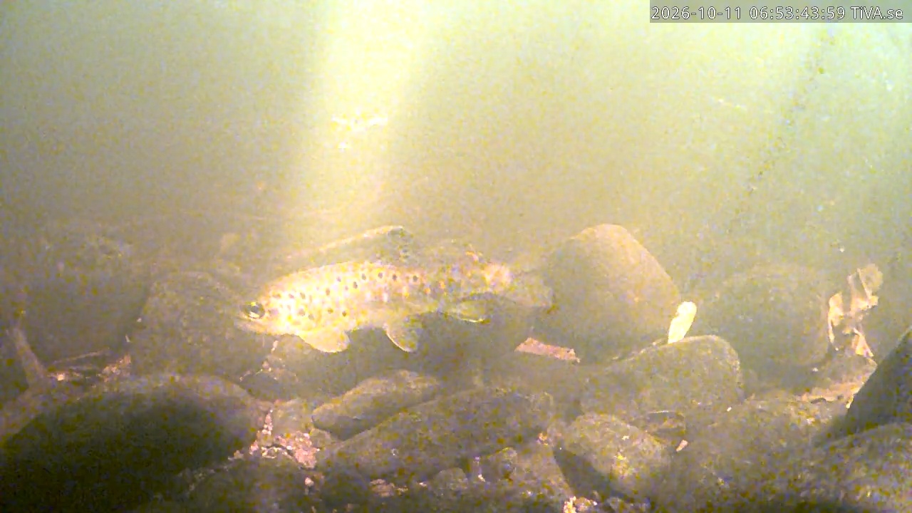 Video 2026-10-11 06:53