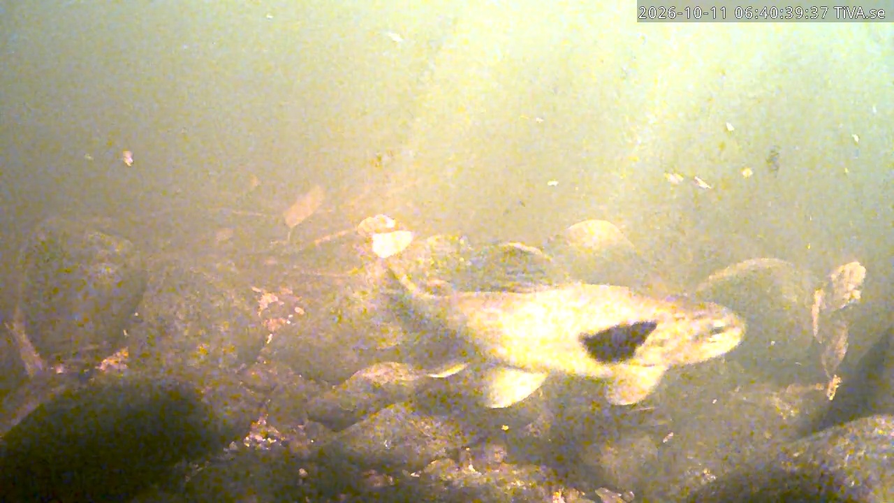 Video 2026-10-11 06:40