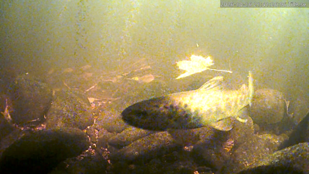 Video 2026-10-16 21:41