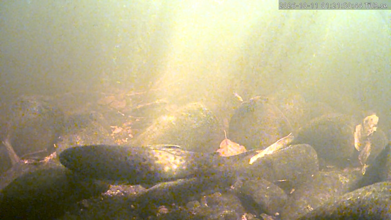 Video 2026-10-11 01:21