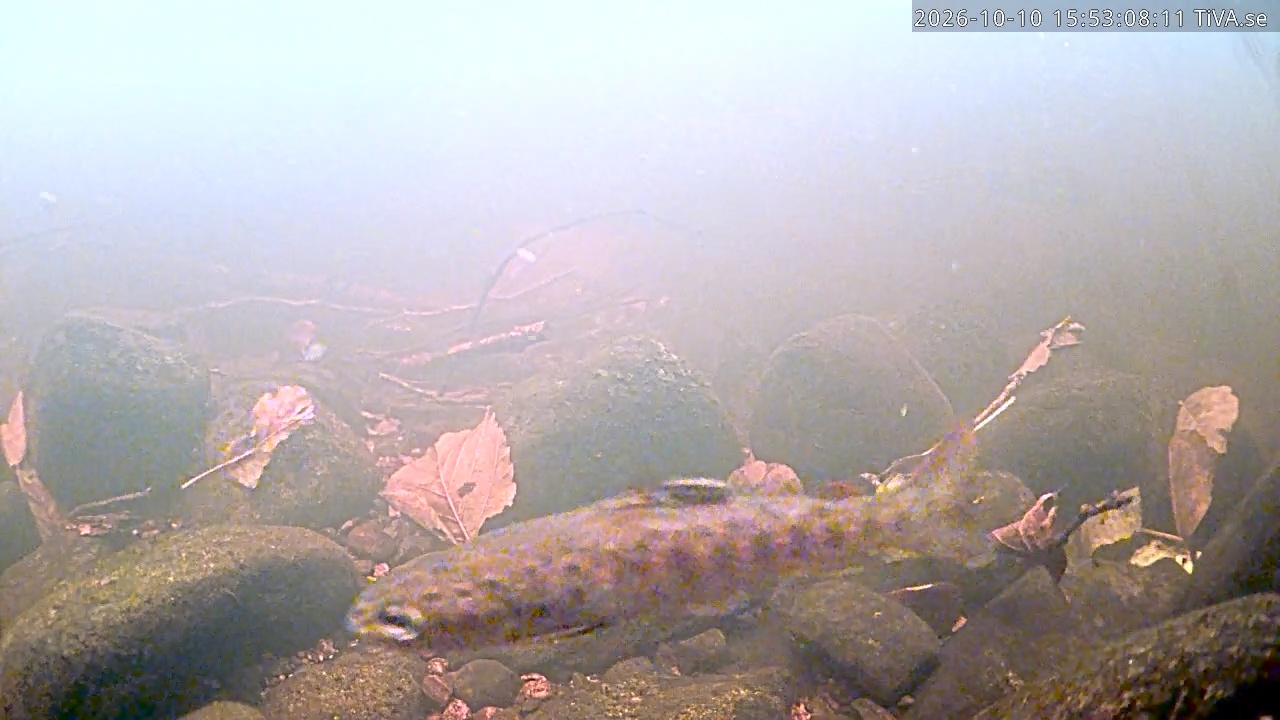 Video 2026-10-10 15:53