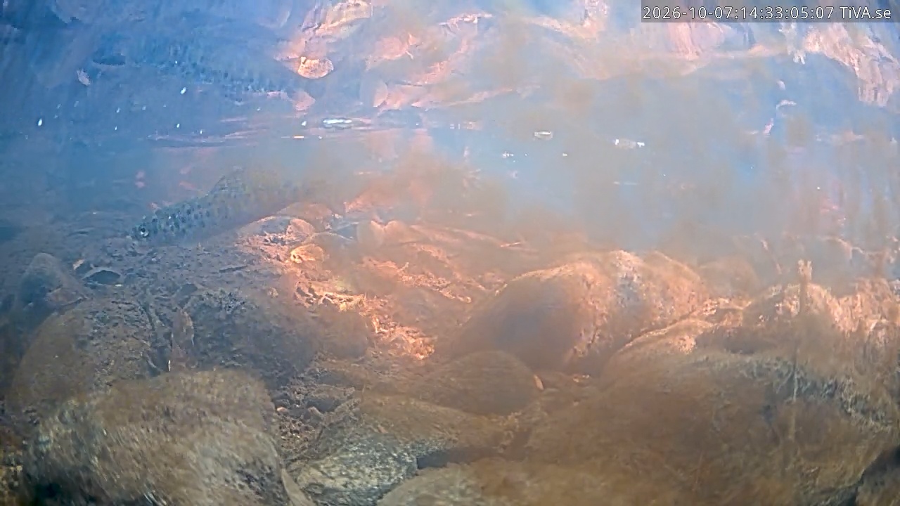 Video 2026-10-07 14:33
