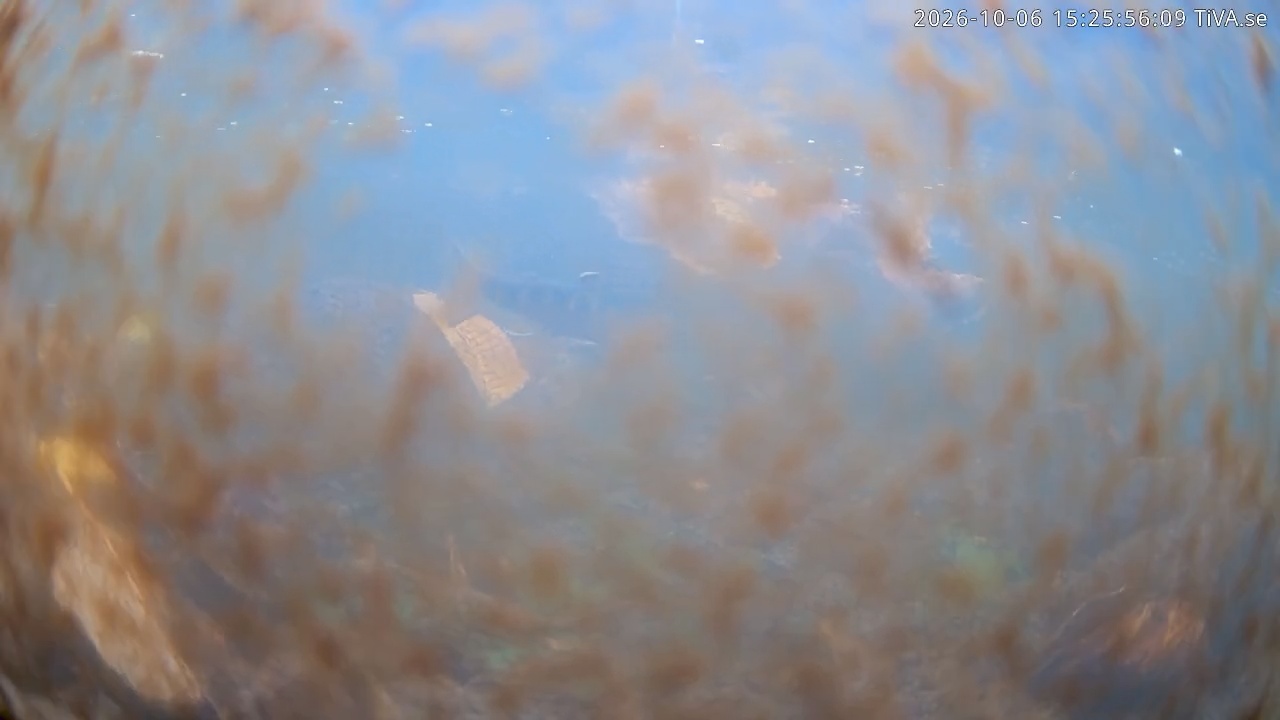 Video 2026-10-06 15:26
