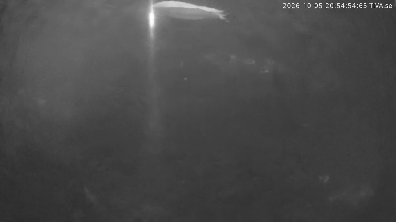 Video 2026-10-05 20:55