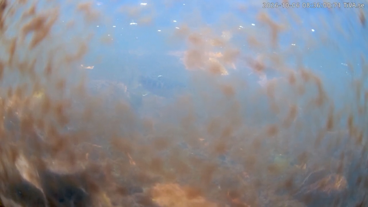 Video 2026-10-06 08:36