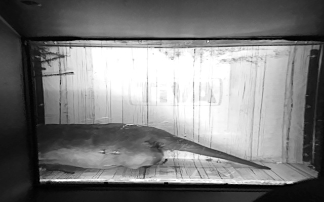 Video 2026-07-02 02:36