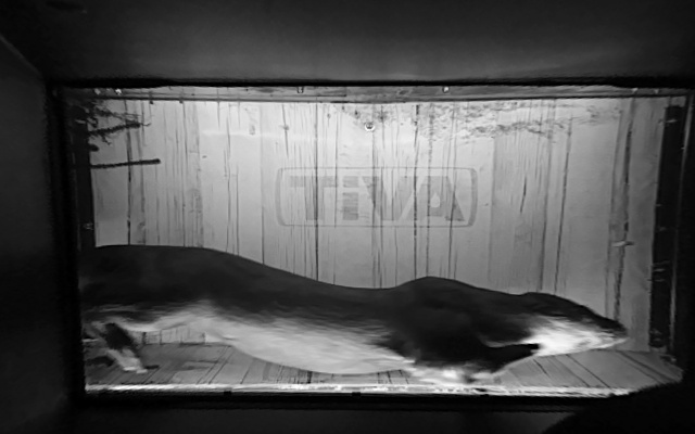 Video 2026-07-01 22:45