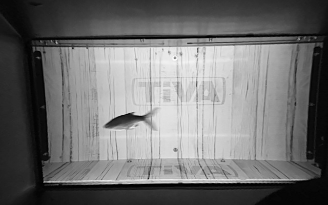 Video 2026-06-01 00:55