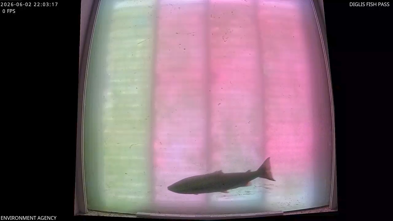Video 2026-06-02 23:05