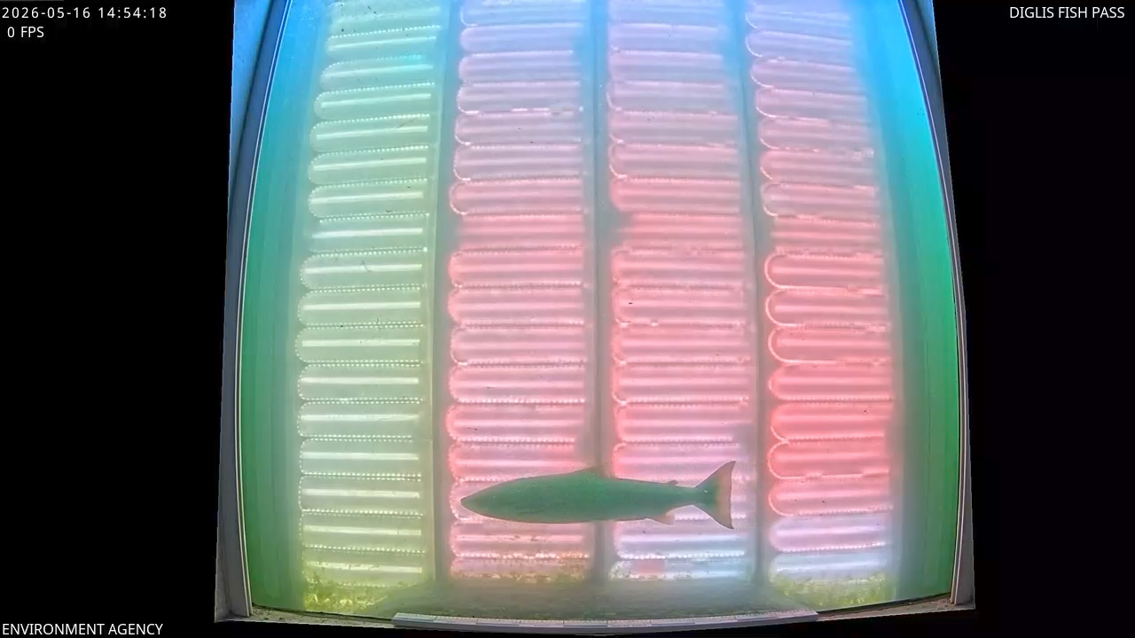 Video 2026-05-16 15:55