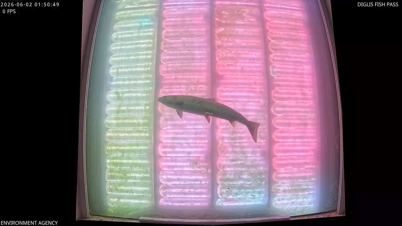 Video 2026-06-02 02:52