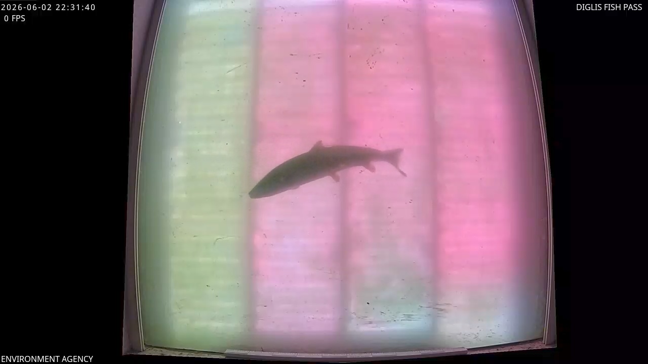 Video 2026-06-02 23:33