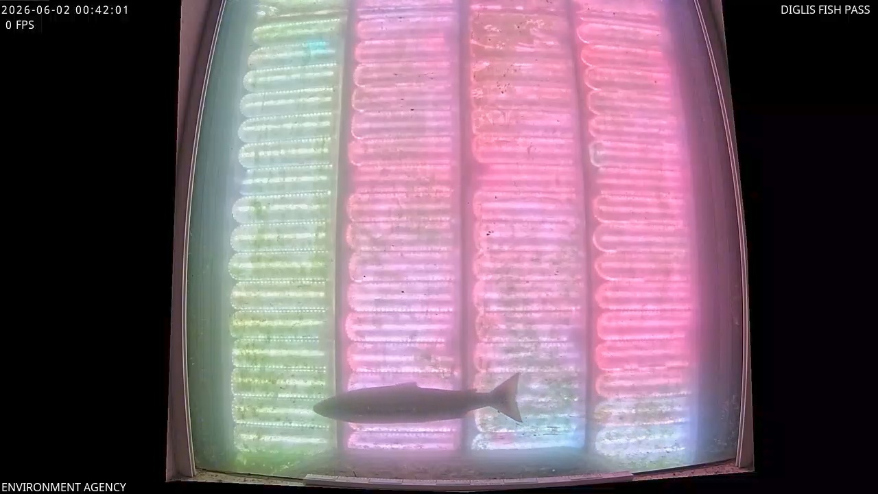 Video 2026-06-02 01:43