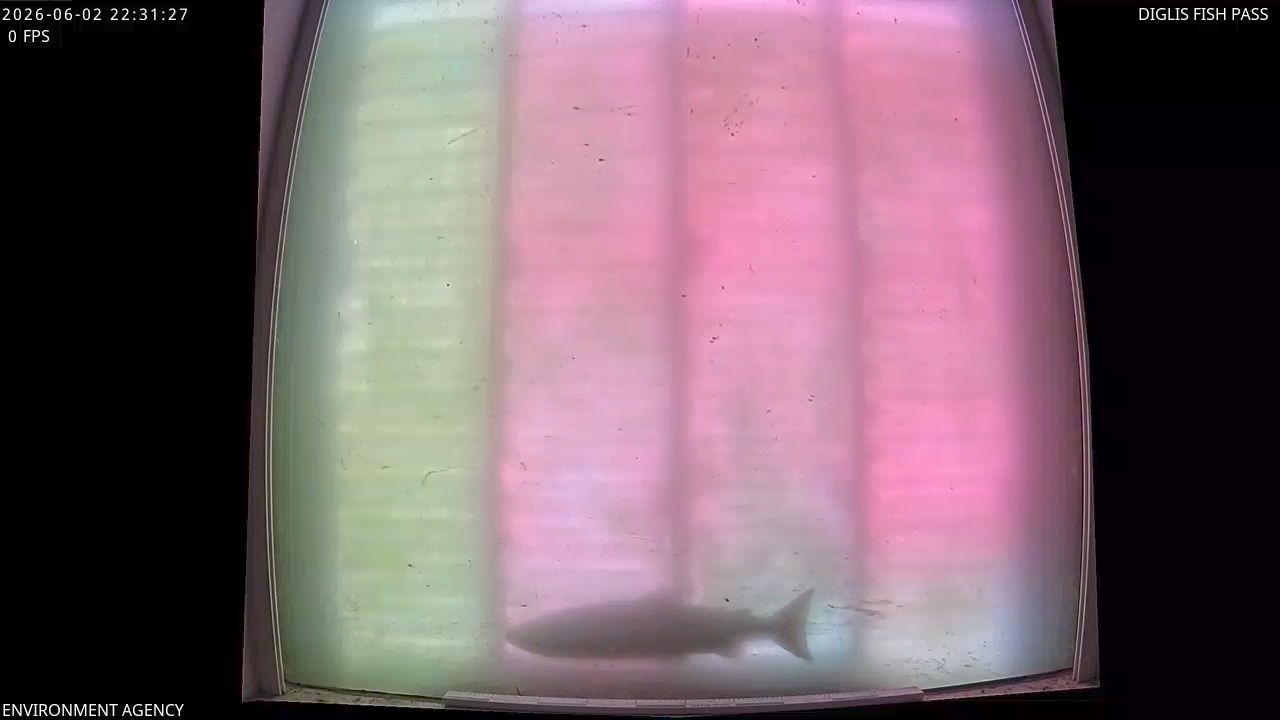 Video 2026-06-02 23:33