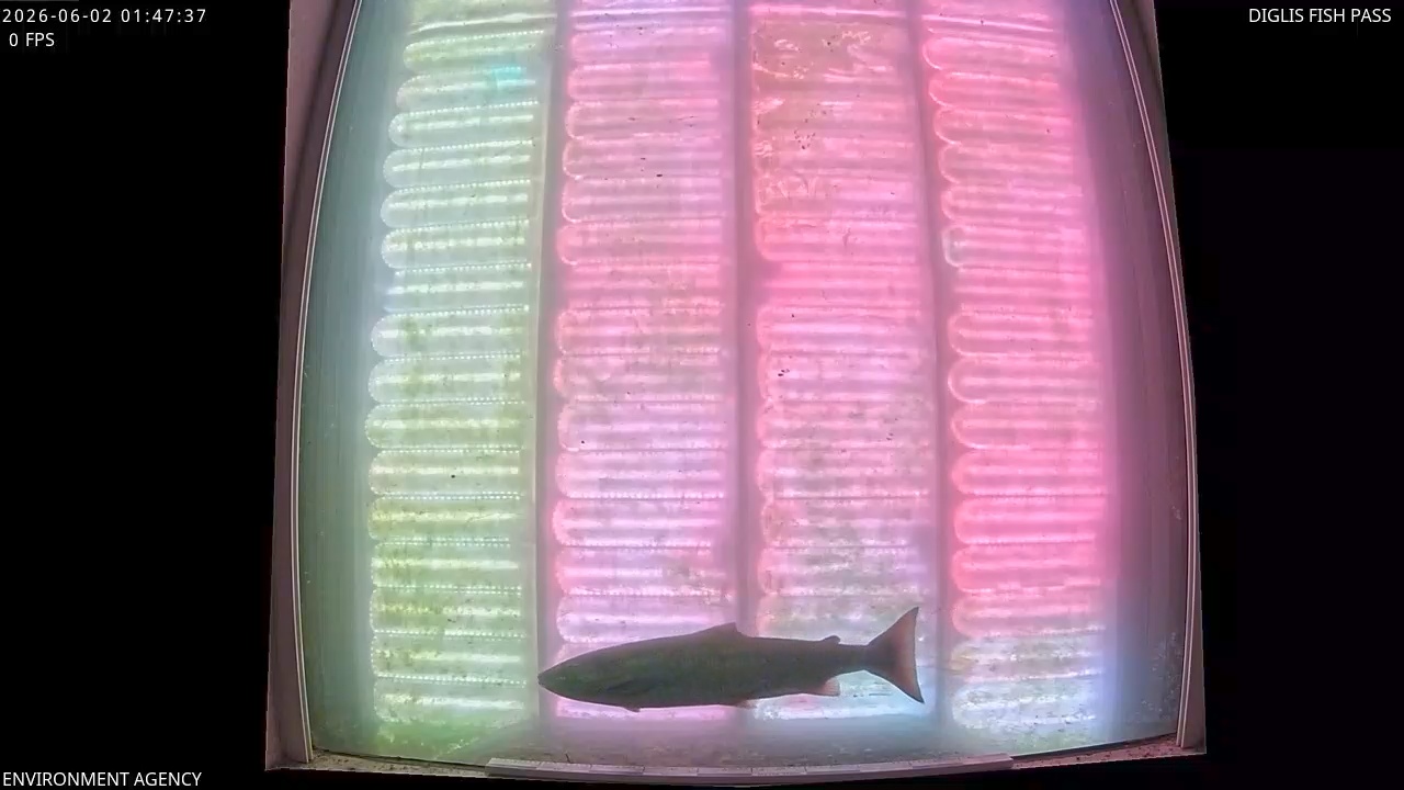 Video 2026-06-02 02:49