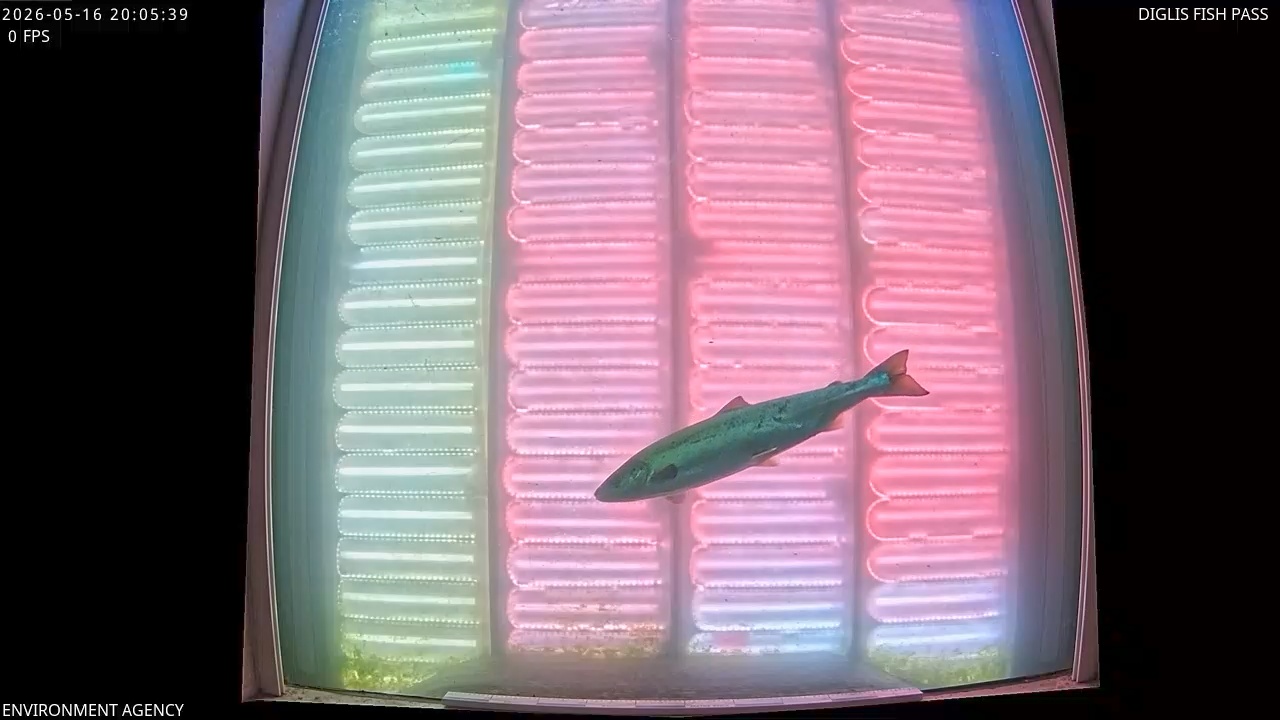 Video 2026-05-16 21:06