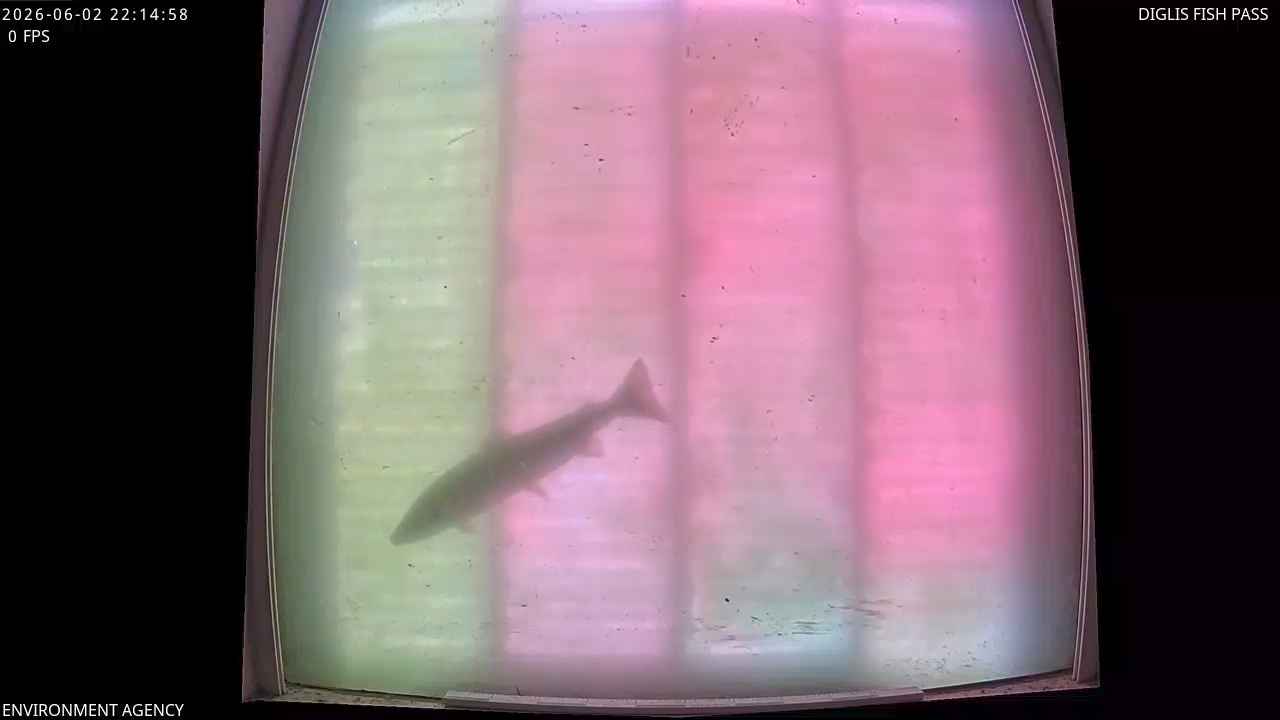 Video 2026-06-02 23:16