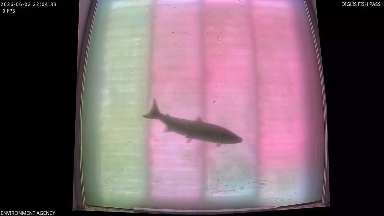 Video 2026-06-02 23:06