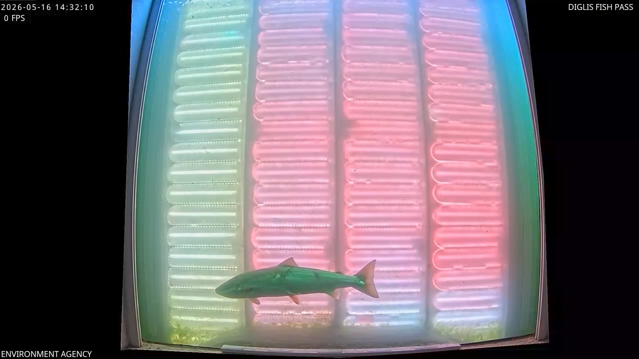 Video 2026-05-16 15:33