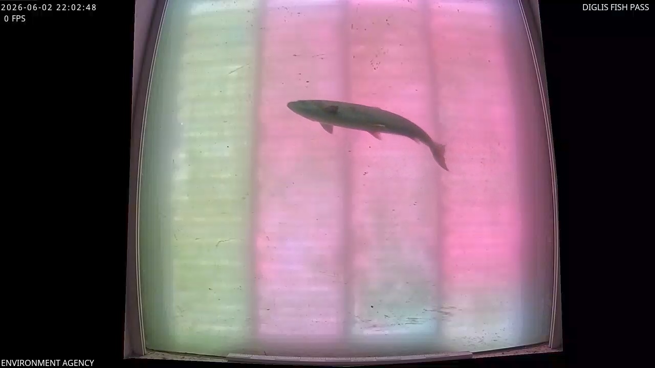 Video 2026-06-02 23:04