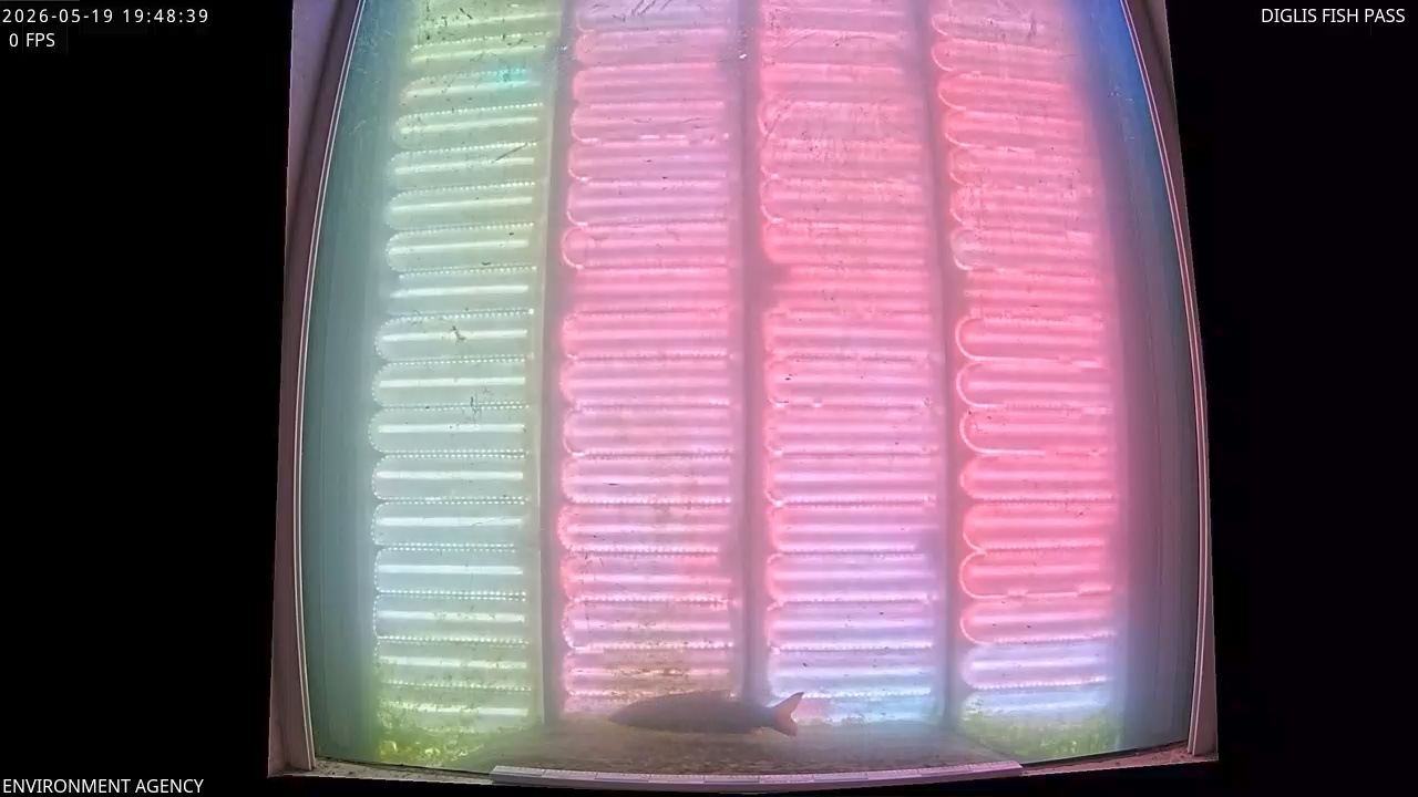 Video 2026-05-19 20:50