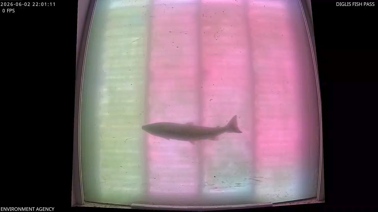 Video 2026-06-02 23:03