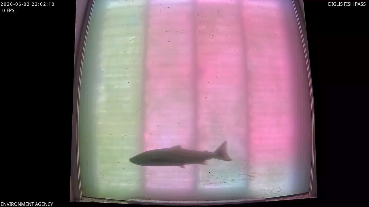 Video 2026-06-02 23:04