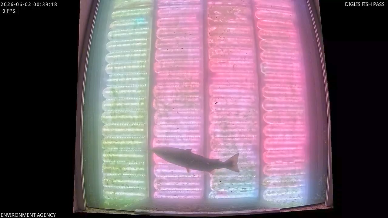 Video 2026-06-02 01:42