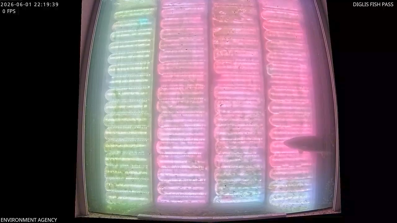 Video 2026-06-01 23:21