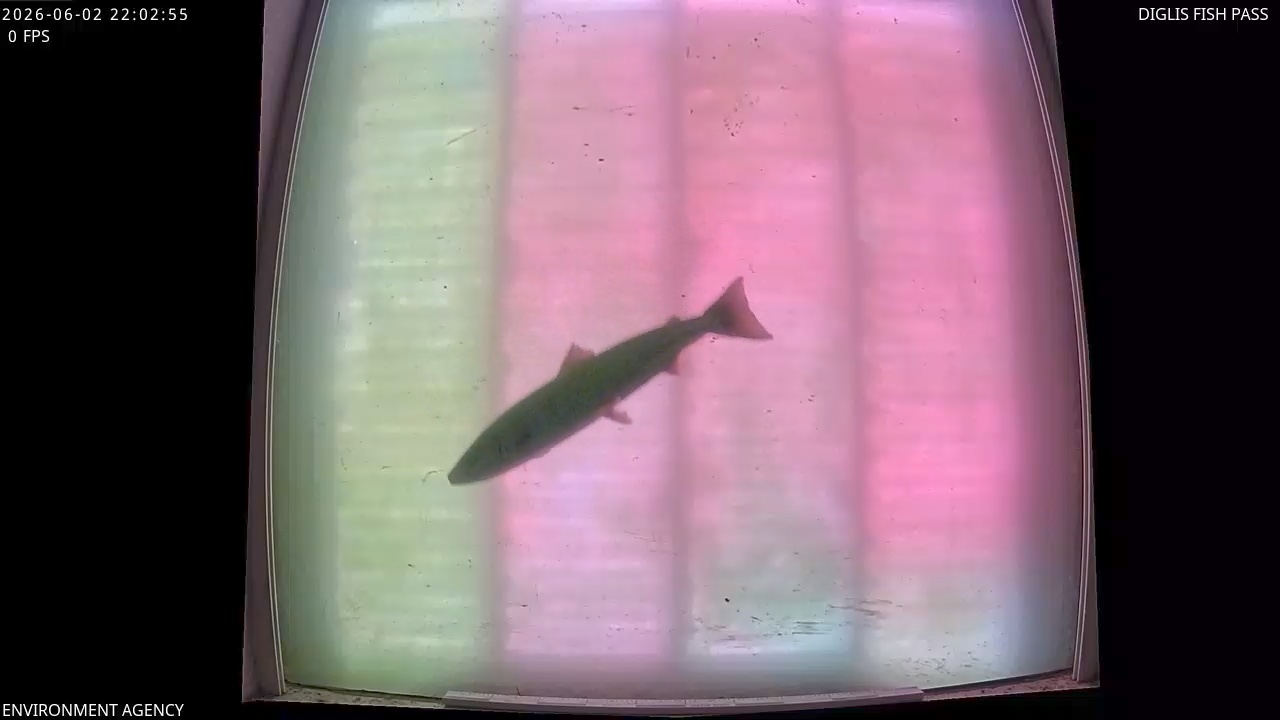 Video 2026-06-02 23:04