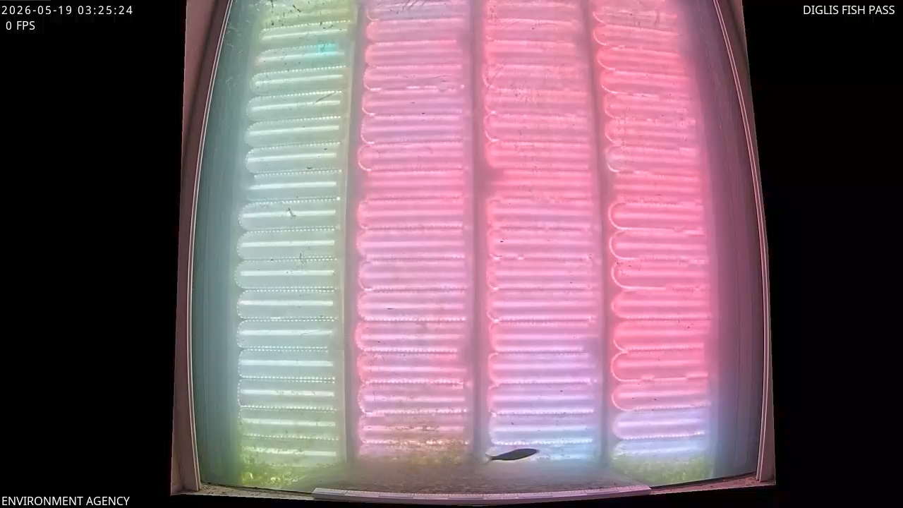 Video 2026-05-19 04:26