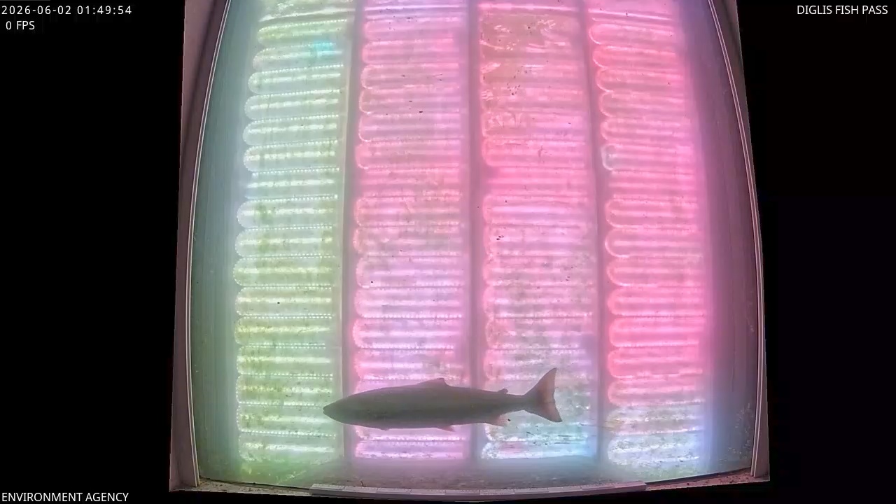 Video 2026-06-02 02:51