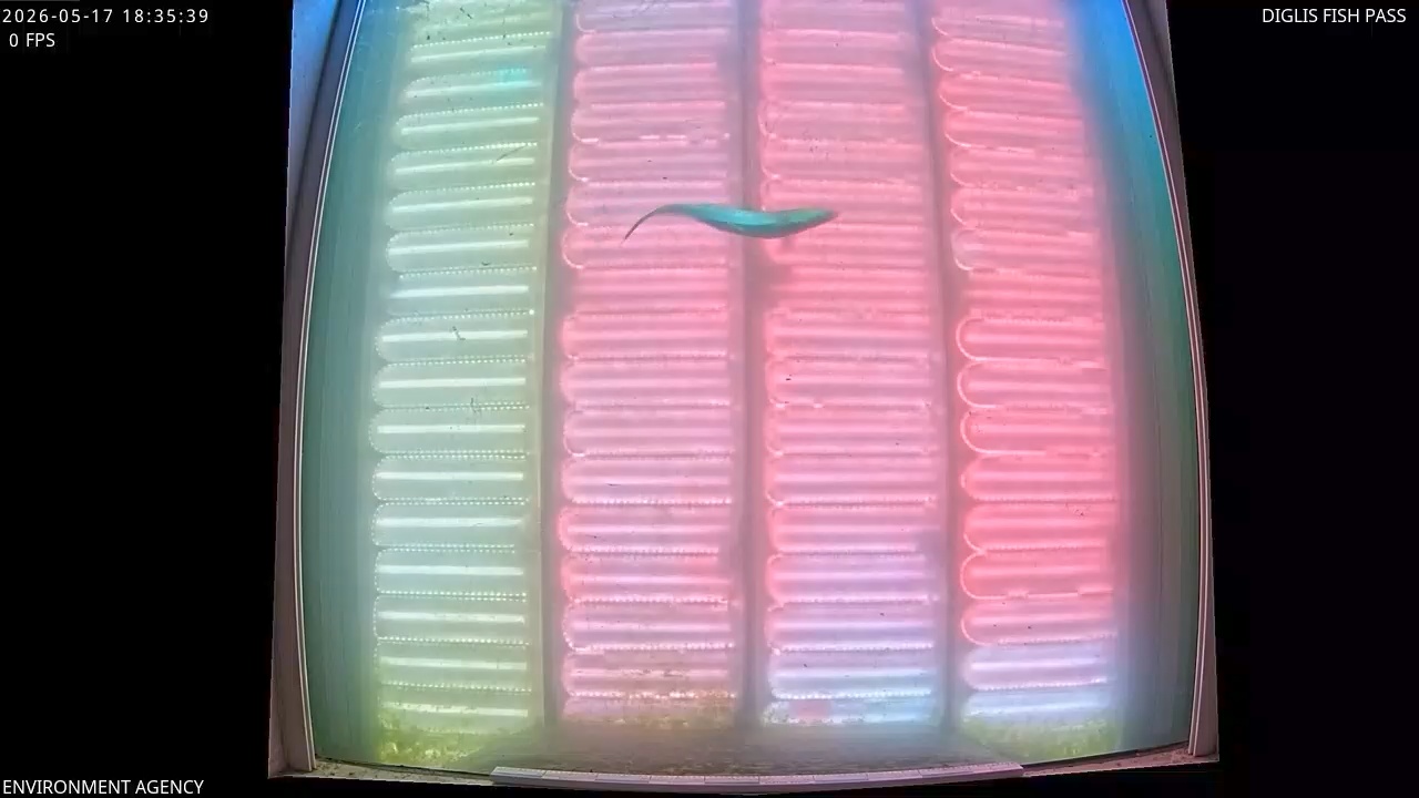 Video 2026-05-17 19:36