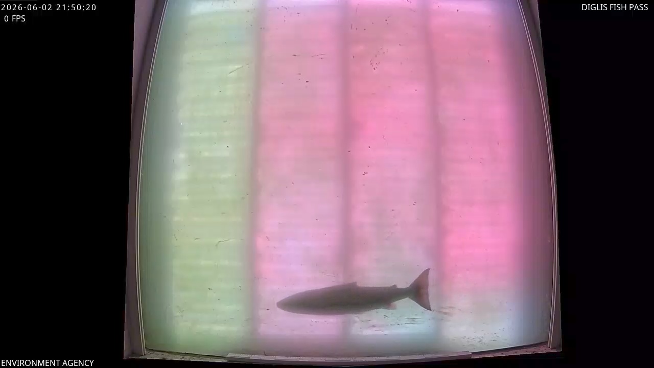 Video 2026-06-02 22:52