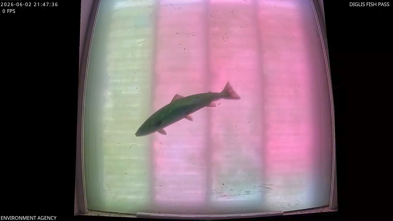 Video 2026-06-02 22:49