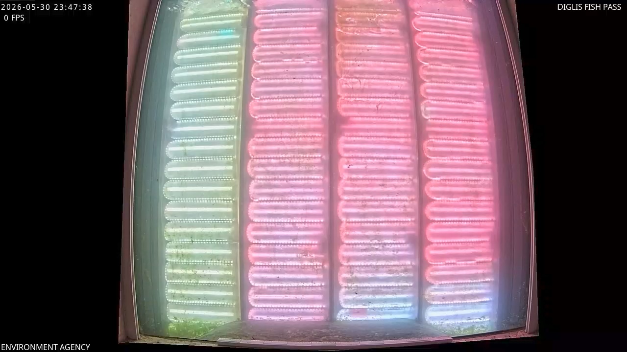 Live bild