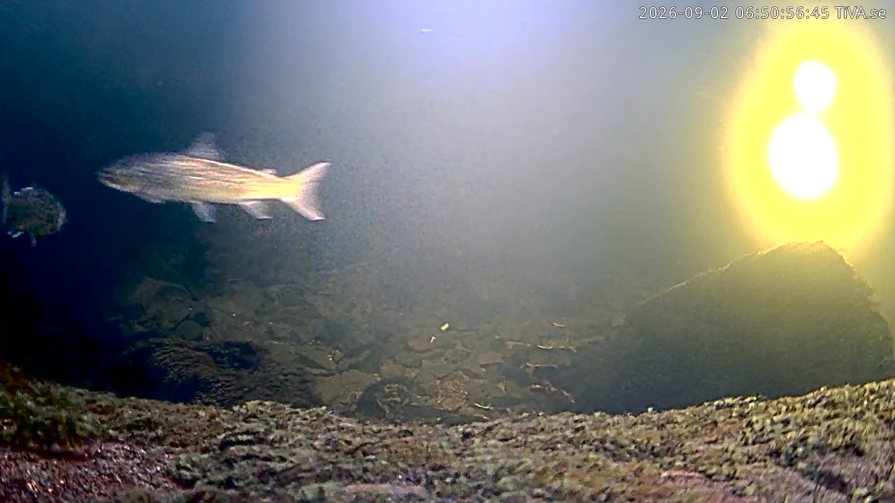 Video 2026-09-02 06:51