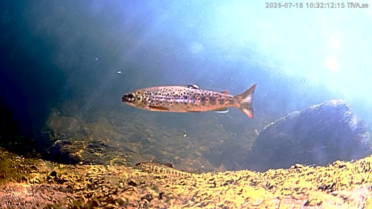Video 2026-07-18 10:32
