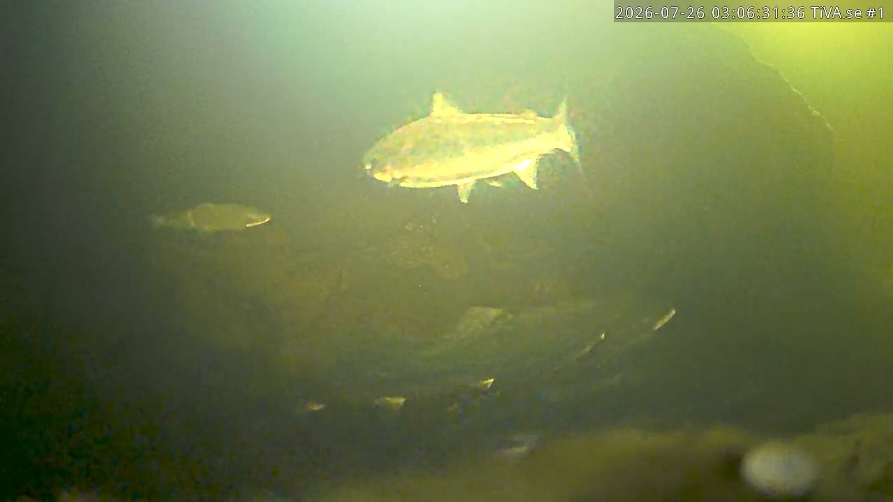 Video 2026-07-26 04:06