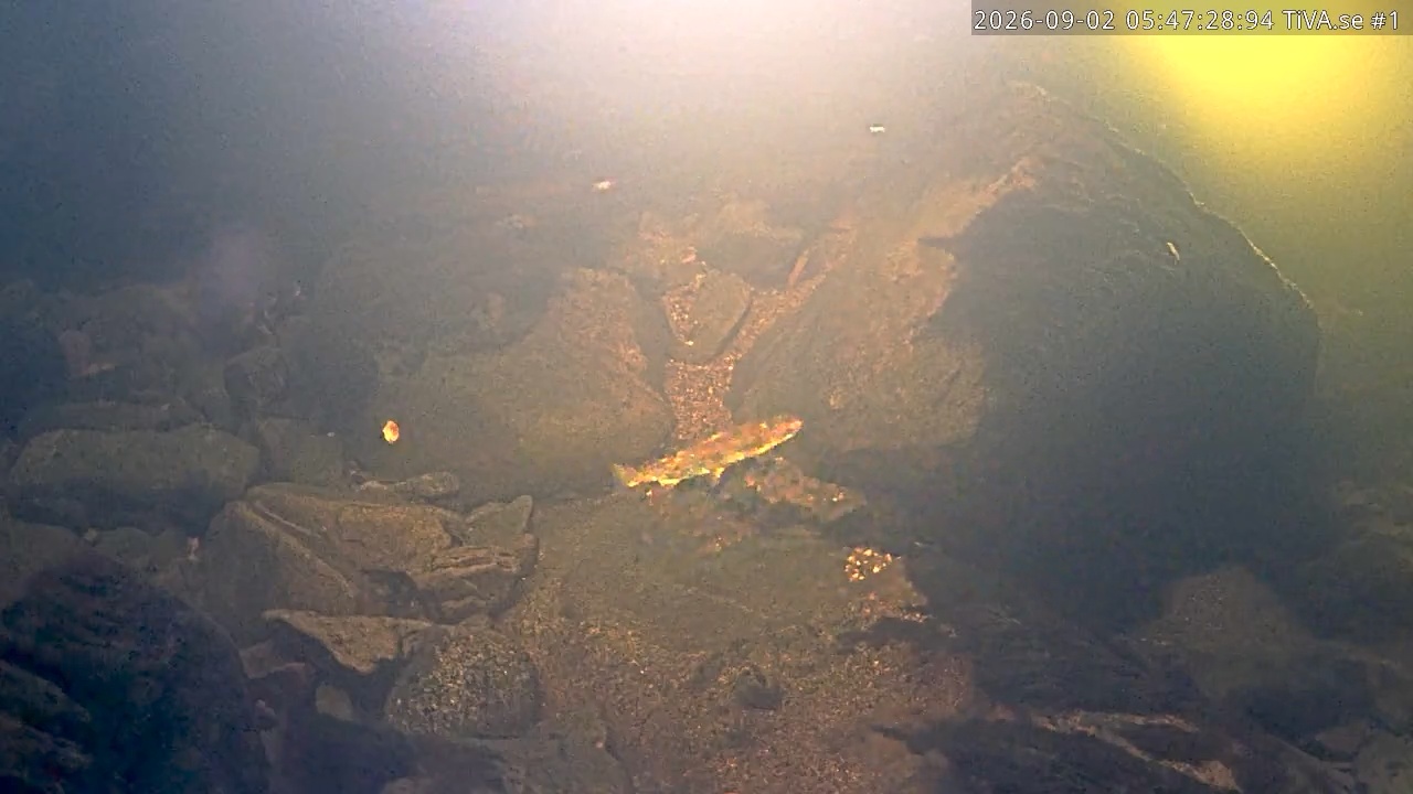 Video 2026-09-02 06:47