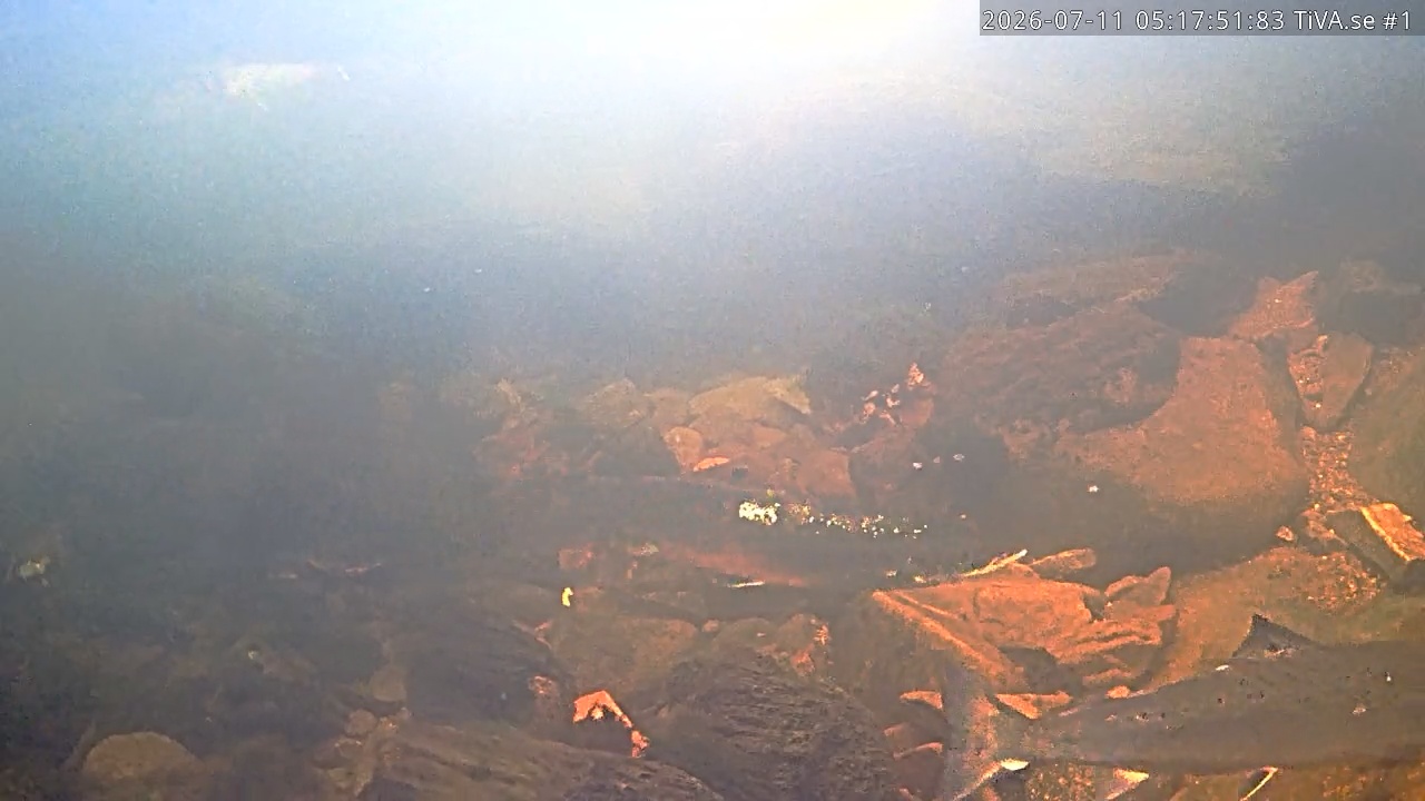 Video 2026-07-11 06:17
