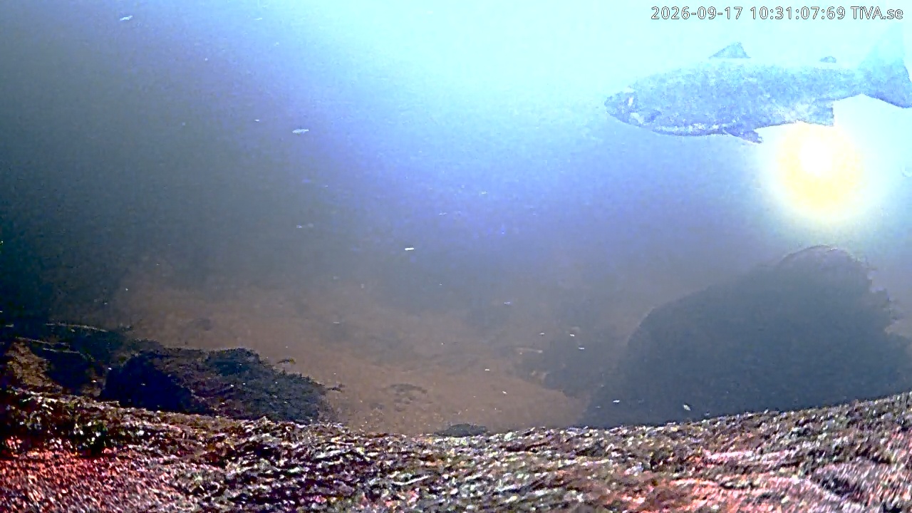 Video 2026-09-17 10:31