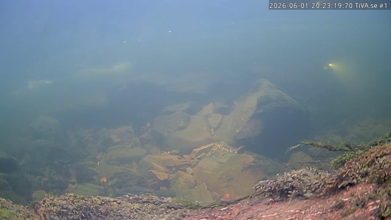 Video 2026-06-01 21:23